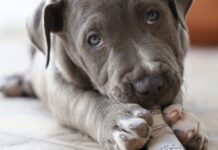 狗狗吃太多銅會傷肝?正確攝取與飼料挑選觀念一次看! 狗狗吃太多銅會傷肝?正確攝取與飼料挑選觀念一次看!