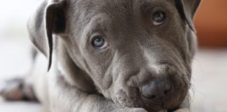 狗狗吃太多銅會傷肝？正確攝取與飼料挑選觀念一次看！