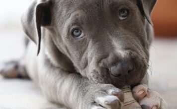 狗狗吃太多銅會傷肝?正確攝取與飼料挑選觀念一次看! 狗狗吃太多銅會傷肝?正確攝取與飼料挑選觀念一次看!