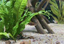 什麼是「老缸症候群」？觀賞魚硝酸鹽中毒的症狀與5大預防對策！