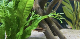 什麼是「老缸症候群」？觀賞魚硝酸鹽中毒的症狀與5大預防對策！