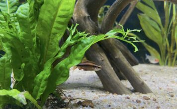 什麼是「老缸症候群」？觀賞魚硝酸鹽中毒的症狀與5大預防對策！