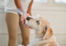 狗狗幾歲算高齡？掌握高齡犬照護關鍵，讓毛孩幸福安老！