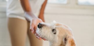 狗狗幾歲算高齡？掌握高齡犬照護關鍵，讓毛孩幸福安老！