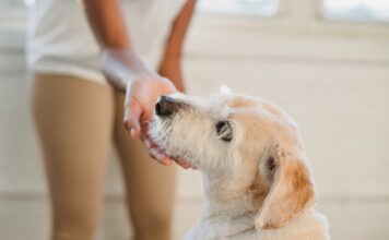 狗狗幾歲算高齡?掌握高齡犬照護關鍵,讓毛孩幸福安老! 狗狗幾歲算高齡?掌握高齡犬照護關鍵,讓毛孩幸福安老!