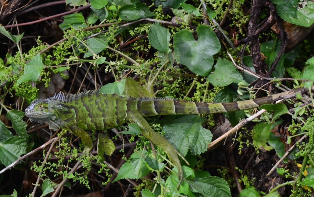 打破過往三大難題，成立專責小組強化中央與地方聯防（圖片來源：農業部林業及自然保育署）