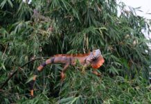 綠鬣蜥移除量創新高！114年移除逾26萬隻，農業部精進策略、加碼獎勵壓制擴張