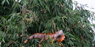 綠鬣蜥移除量創新高！114年移除逾26萬隻，農業部精進策略、加碼獎勵壓制擴張