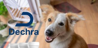 美國FDA正式核准全球首款犬用口服淋巴瘤治療藥物Laverdia-CA1
