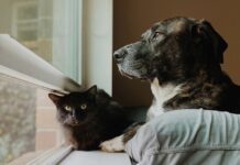 狗狗貓咪的血壓該多少才正常？犬貓血壓量測方式懶人包