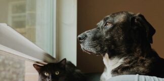 狗狗貓咪的血壓該多少才正常？犬貓血壓量測方式懶人包