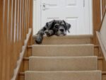 狗狗上下樓梯需注意的安全細節與照護建議