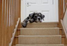 狗狗上下樓梯需注意的安全細節與照護建議 狗狗上下樓梯需注意的安全細節與照護建議