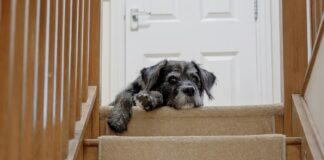 狗狗上下樓梯需注意的安全細節與照護建議