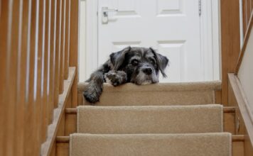 狗狗上下樓梯需注意的安全細節與照護建議