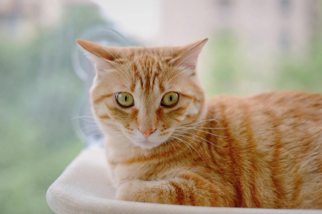 橘色毛髮是怎麼來的？研究找到影響毛色的關鍵基因開關