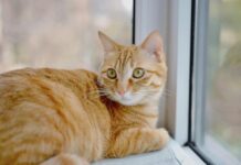 為什麼橘貓大多是公的？原來毛色基因與性別密切相關