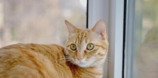為什麼橘貓大多是公的？原來毛色基因與性別密切相關