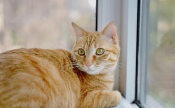 為什麼橘貓大多是公的?原來毛色基因與性別密切相關 為什麼橘貓大多是公的?原來毛色基因與性別密切相關