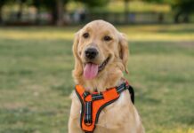 黃金獵犬母犬絕育恐增癌症風險！黃金獵犬絕育的健康影響一次看