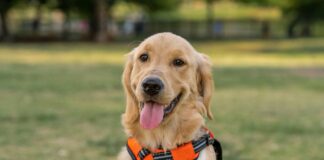 黃金獵犬母犬絕育恐增癌症風險！黃金獵犬絕育的健康影響一次看