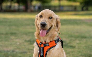 黃金獵犬母犬絕育恐增癌症風險!黃金獵犬絕育的健康影響一次看 黃金獵犬母犬絕育恐增癌症風險!黃金獵犬絕育的健康影響一次看