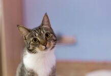 當飼主對獸醫有疑慮，溝通成了難題！學會正確溝通，讓錯誤變成改善的起點