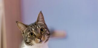 當飼主對獸醫有疑慮，溝通成了難題！學會正確溝通，讓錯誤變成改善的起點