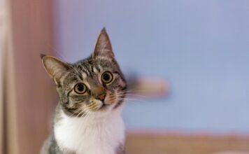 當飼主對獸醫有疑慮，溝通成了難題！學會正確溝通，讓錯誤變成改善的起點