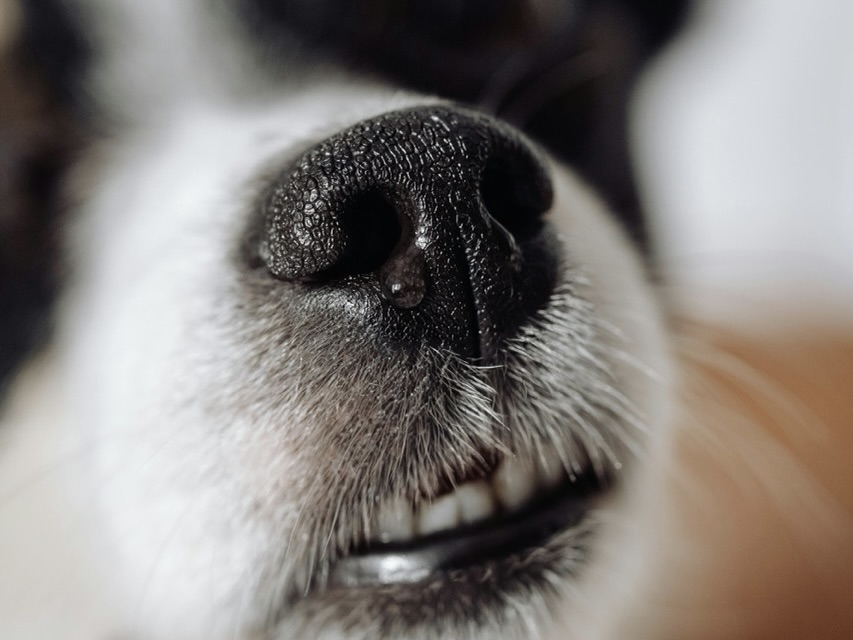 鼻紋具辨識潛力？研究指出確實可作為生物辨識標記