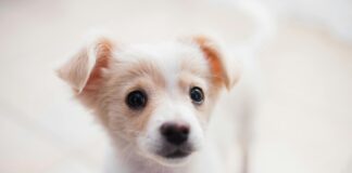 狗狗傷口照護可以用優碘嗎？飼主必須知道的傷口正確照護5步驟與常見錯誤！