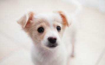 狗狗傷口照護可以用優碘嗎？飼主必須知道的傷口正確照護5步驟與常見錯誤！