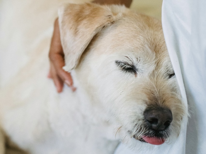 高齡犬照顧全攻略：4大關鍵不能少