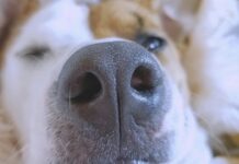 狗狗鼻紋是獨一無二的嗎?有機會取代晶片成為新一代寵物身分證? 狗狗鼻紋是獨一無二的嗎?有機會取代晶片成為新一代寵物身分證?