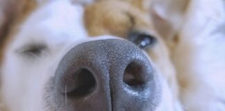 狗狗鼻紋是獨一無二的嗎？有機會取代晶片成為新一代寵物身分證？