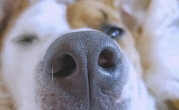 狗狗鼻紋是獨一無二的嗎?有機會取代晶片成為新一代寵物身分證? 狗狗鼻紋是獨一無二的嗎?有機會取代晶片成為新一代寵物身分證?