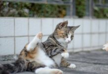 貓咪在地上拖屁股、磨蹭屁股可能與這些健康問題有關!6種常見原因懶人包! 貓咪在地上拖屁股、磨蹭屁股可能與這些健康問題有關!6種常見原因懶人包!