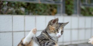 貓咪在地上拖屁股、磨蹭屁股可能與這些健康問題有關！6種常見原因懶人包！