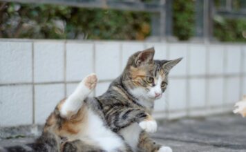 貓咪在地上拖屁股、磨蹭屁股可能與這些健康問題有關!6種常見原因懶人包! 貓咪在地上拖屁股、磨蹭屁股可能與這些健康問題有關!6種常見原因懶人包!