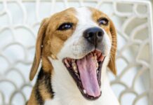 狗狗口臭只是小問題嗎?牙周病與全身健康的關聯有哪些? 狗狗口臭只是小問題嗎?牙周病與全身健康的關聯有哪些?