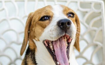 狗狗口臭只是小問題嗎？牙周病與全身健康的關聯有哪些？