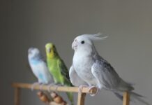 你的鳥寶幾歲了？鸚鵡與人類年齡換算計算機，掌握不同生命階段的照護重點