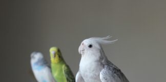 你的鳥寶幾歲了？鸚鵡與人類年齡換算計算機，掌握不同生命階段的照護重點