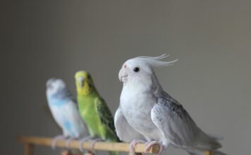 你的鳥寶幾歲了？鸚鵡與人類年齡換算計算機，掌握不同生命階段的照護重點