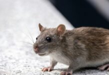 狗狗誤食滅鼠藥中毒怎麼辦？狗狗滅鼠藥中毒的症狀與緊急處置方式一次看！