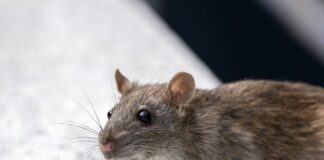 狗狗誤食滅鼠藥中毒怎麼辦？狗狗滅鼠藥中毒的症狀與緊急處置方式一次看！