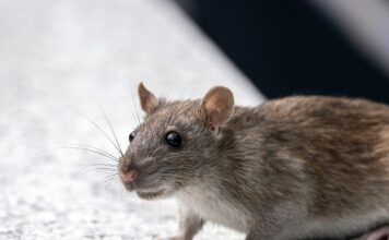 狗狗誤食滅鼠藥中毒怎麼辦？狗狗滅鼠藥中毒的症狀與緊急處置方式一次看！