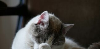 貓咪討厭什麼味道？貓奴必看6大貓咪討厭的氣味與居家避雷指南