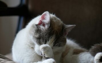 貓咪討厭什麼味道?貓奴必看6大貓咪討厭的氣味與居家避雷指南 貓咪討厭什麼味道?貓奴必看6大貓咪討厭的氣味與居家避雷指南