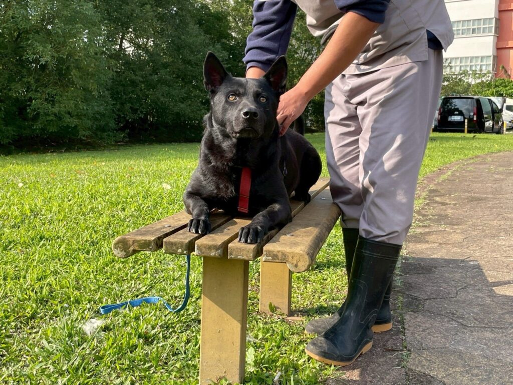 犬隻「來福」眼神清澈，安穩陪伴在照護員身旁（圖片來源：台北市政府全球資訊網）